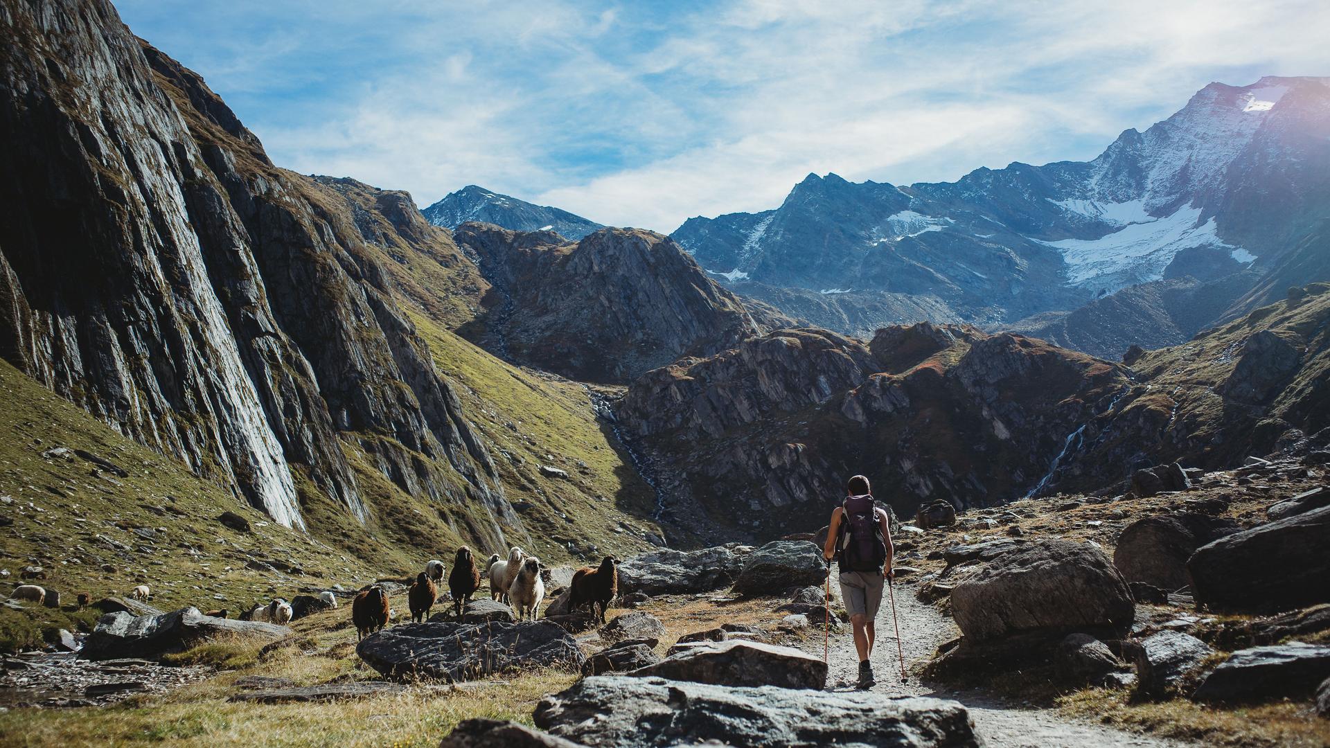 Hiking with Animals
