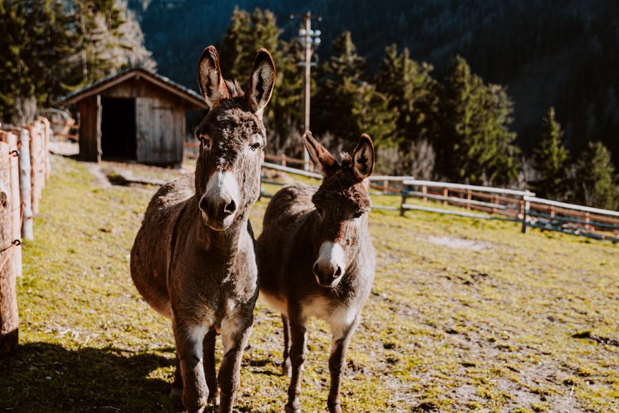 Donkeys