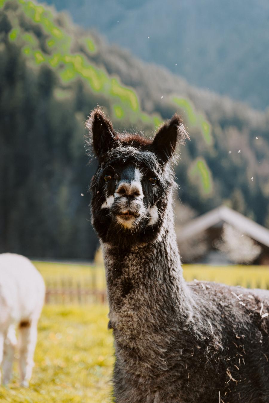 Alpaca