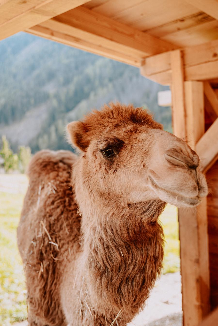 Dromedary