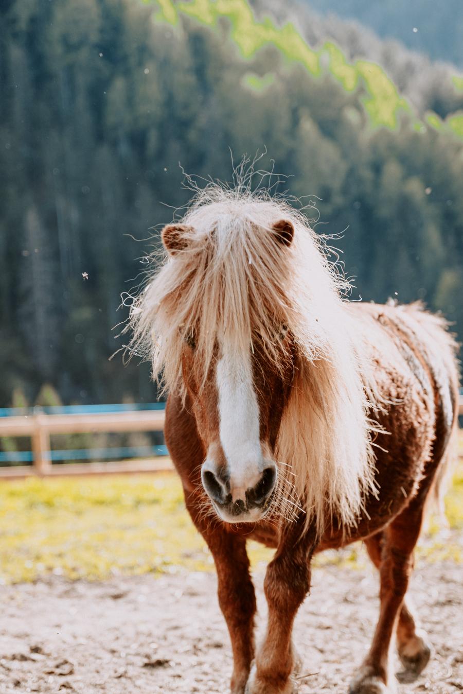 Pretty Pony